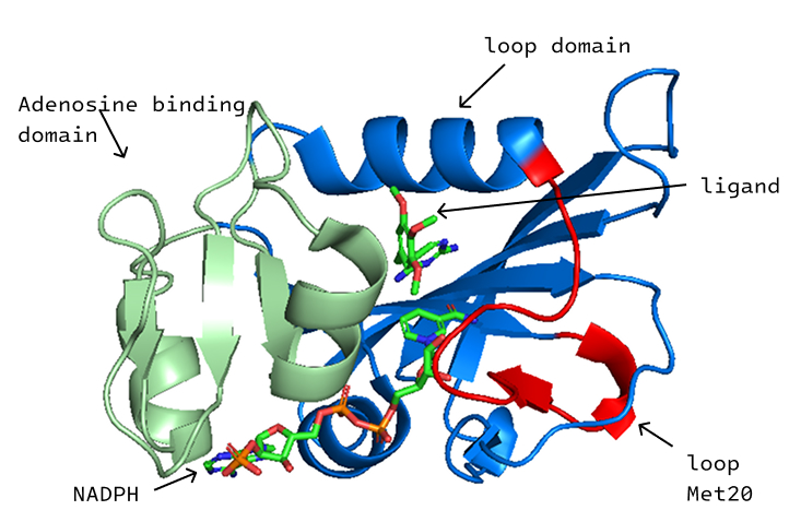 EcDHFR cartoon with the adenosine-binding domain, loop domain, Met20 loop, NADPH and ligand labelled