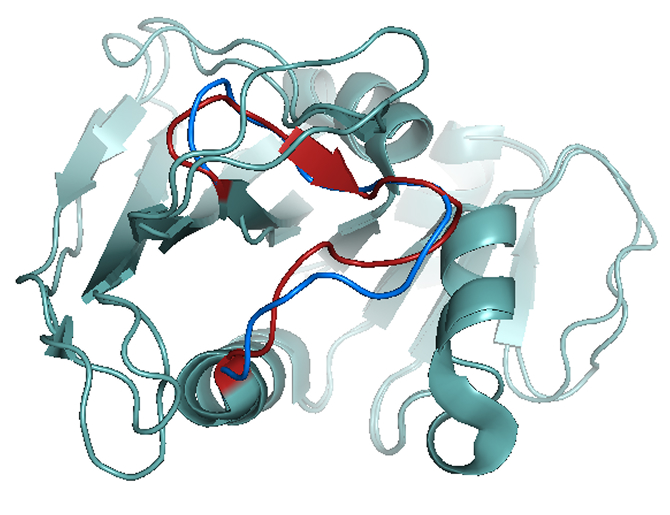 Superposed EcDHFR conformations with the loop regions coloured blue and red